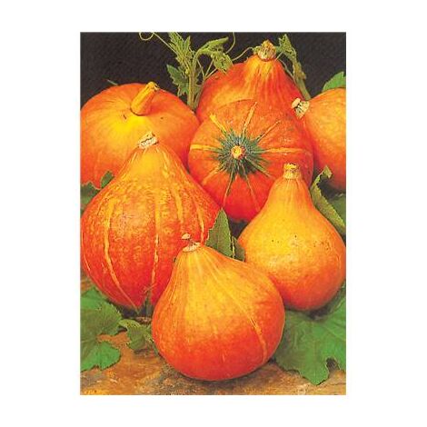 POTIMARRON UCHIKI KURI - 5 G - GRAINES DE LEGUMES