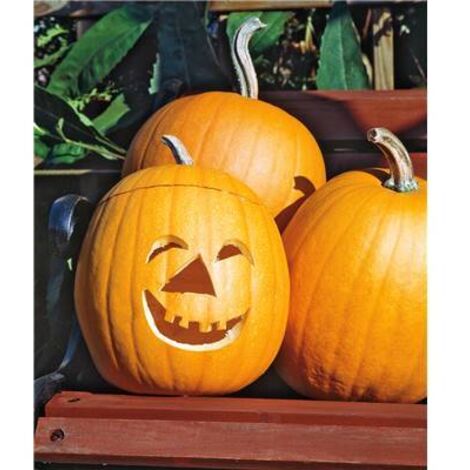 POTIRON JACK O LANTERN - 5 G - GRAINES