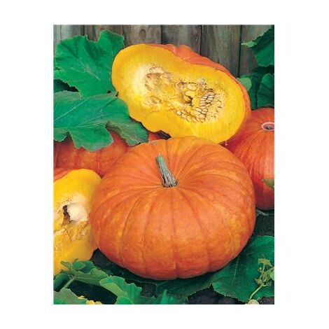 POTIRON ROUGE VIF D'ETAMPES - 10 G - GRAINES