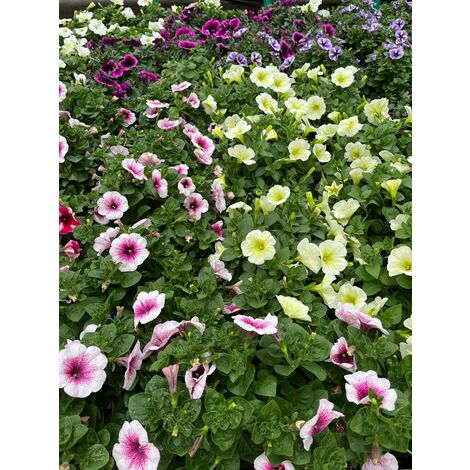 Potunia
