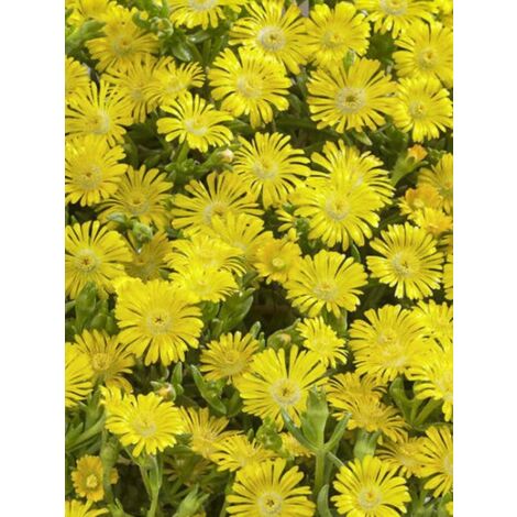 Pourpier 'Wheels of Wonder Golden' Pot de 2L/3L