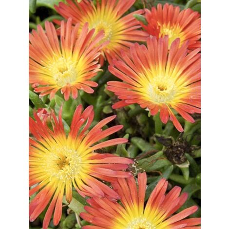 Pourpier 'Wheels of Wonder Orange' Pot de 2L/3L