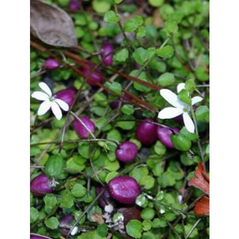 Pratia angulata Godet de 8/9 cm