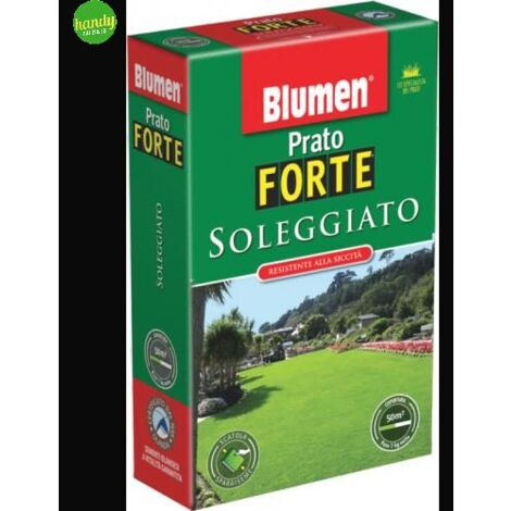 Prato Blumen prato soleggiato