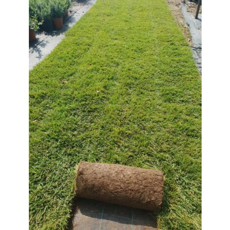 PRATO INGLESE NATURALE A ROTOLI 10 METRI QUADRI ( festuca + poa )