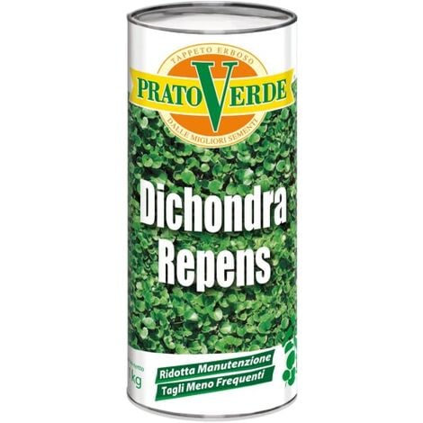 Prato Verde DICHONDRA REPENS Semi sementi prato per tappeti erbosi 500 gr 500 gr