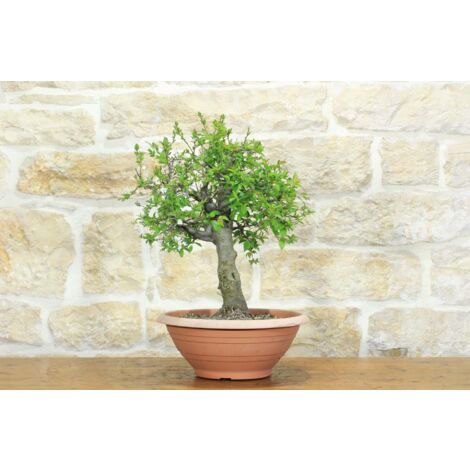 Pre bonsai di Albicocco selvatico (7)