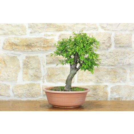 Pre bonsai di Albicocco selvatico (8)