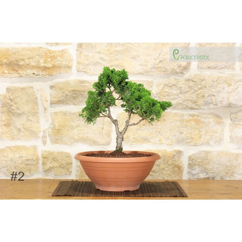 Pre bonsai di Cipresso giapponese - Chamaecyparis Obtusa Nana