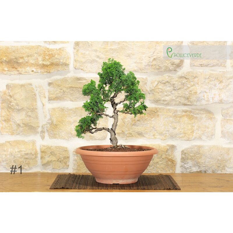 Pre bonsai di Cipresso giapponese - Chamaecyparis Obtusa Nana