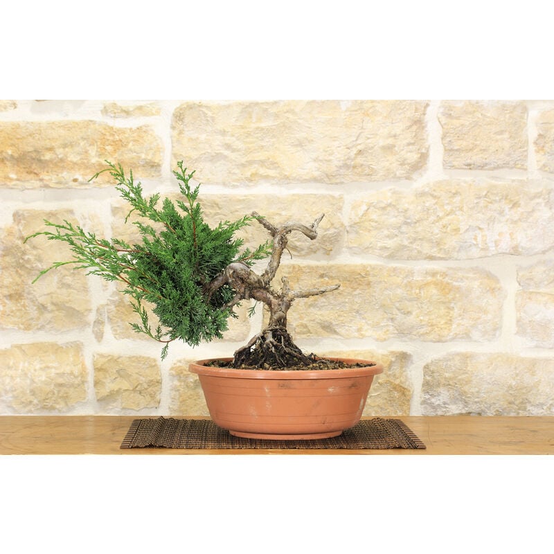 Pre bonsai di Ginepro (2)