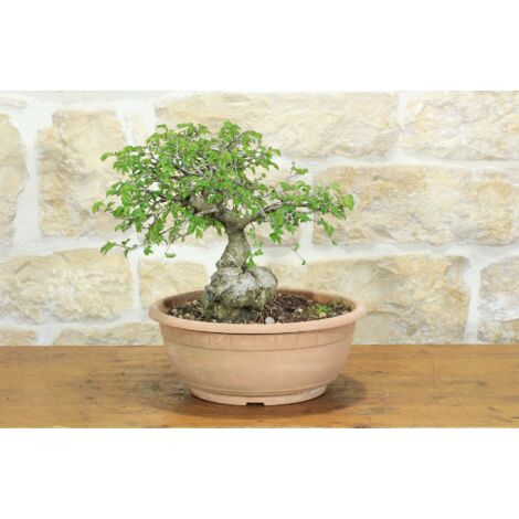 Pre bonsai di Olmo Campestre (1)
