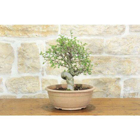 Pre bonsai di Olmo Campestre (2)