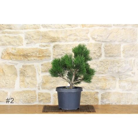 Corteccia di Pinus radiata della Nuova Zelanda di qualità premium di CloFlo  Corteccia di pino biologico per orchidee e bonsai Trucioli medi 9-12 mm  Spedizione gratuita -  Italia