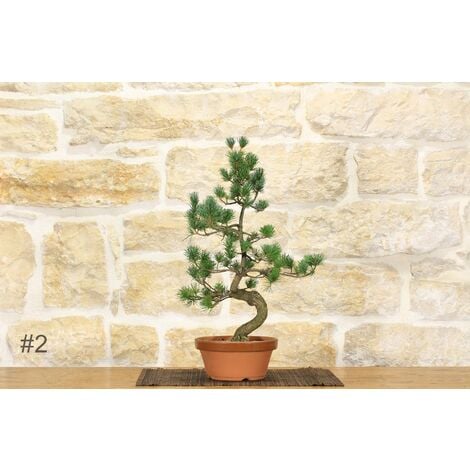 Pre bonsai di Cipresso giapponese - Chamaecyparis Obtusa Nana