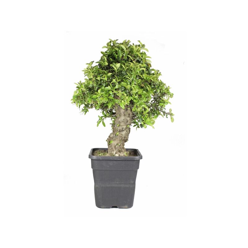 

Planeta Huerto Bonsái - Prebonsai 17 años Pyracantha coccinea ZP-E