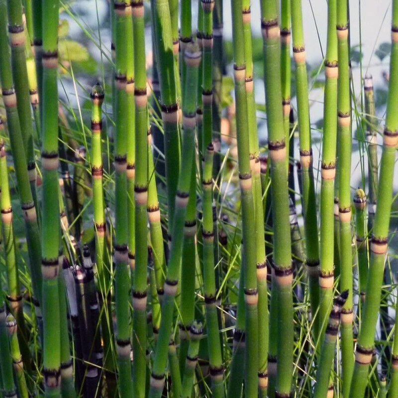 Prêle japonaise/Pot de 3L - Verte