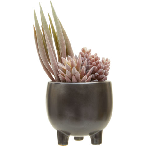 Premier Housewares Fiori Mixed Succulents in Ceramic Pot