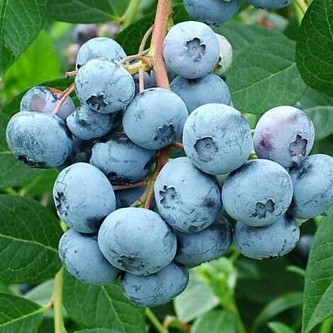 Première myrtille géante en pot 18 cm