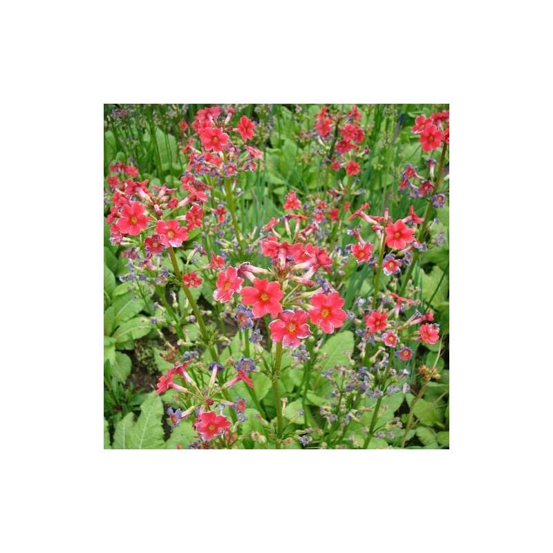 Primevère candélabre beesiana | Conditionnement: Lot de 9 godets