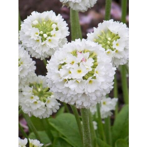 Primevère denticulée 'Alba' Godet de 8/9 cm