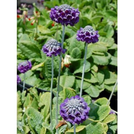 Primevère 'Mooreana' Godet de 8/9 cm