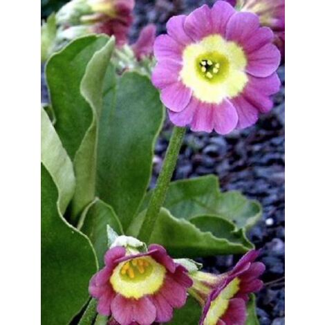 Primevère pubescens Godet de 8/9 cm