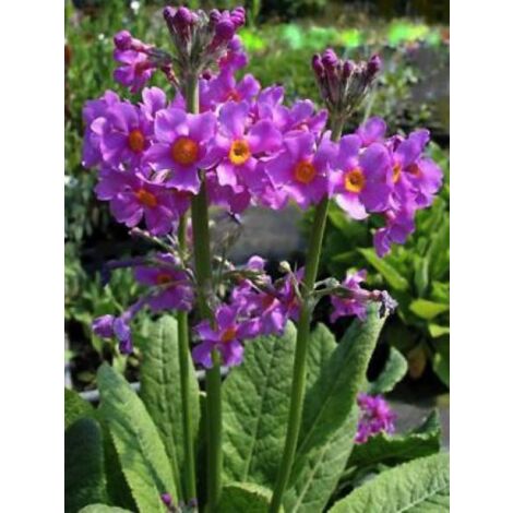 Primula beesiana Godet de 8/9 cm