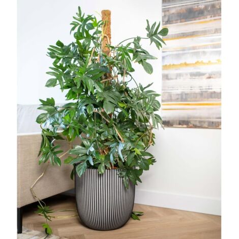 Prolenta Premium Pflanzgefäß Groove 43x41 cm Anthrazit