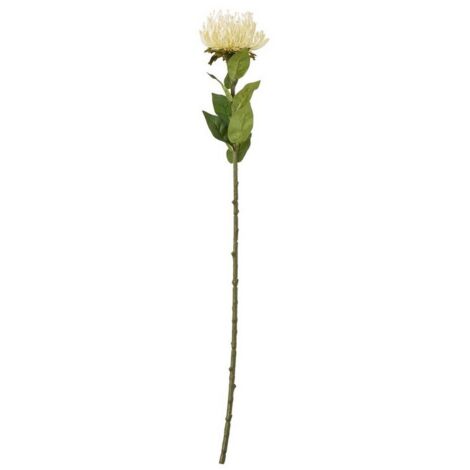 Protea Lorea (Single Stem Flower) - Plastic - Height 73 cm - Cream