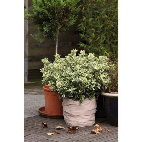Protection Pot Toison 0,5x6m 50g/m2, beige