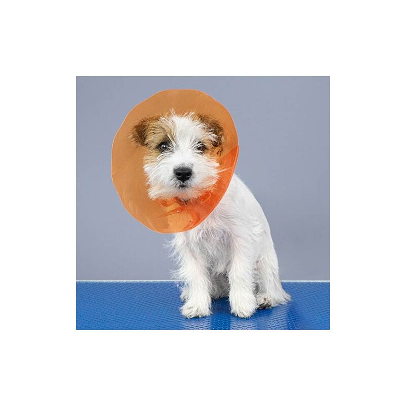 

Protectores isabelinos de colores TALLA 1
