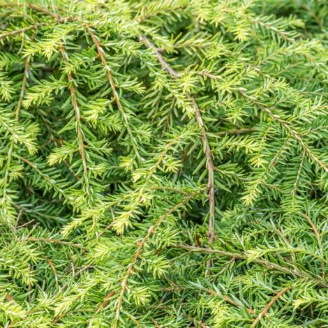 Pruche du Canada Green Globe - Tsuga canadensis Green Globe 20/30cm Pot 2,5L