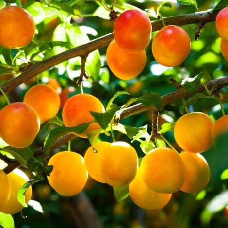 PÉPINIÈRES NAUDET Prunier 'Mirabelle de Nancy' (Prunus domestica 'Mirabelle de Nancy')