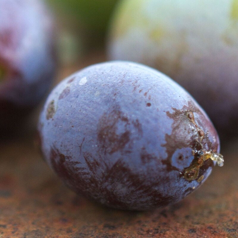 Prunier Stanley/Pot de 10L