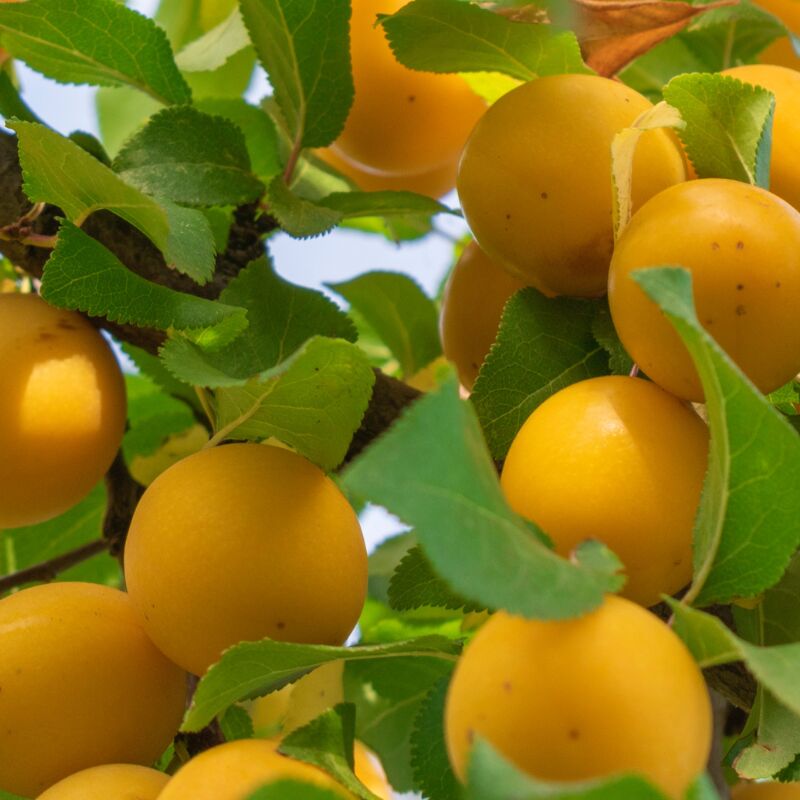 Fleur - Prunus avium 'Bigarreau Blanc' - Cerisier Racines nues