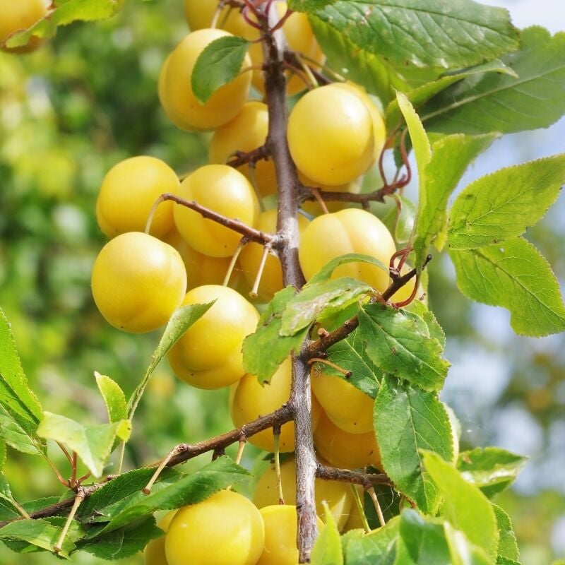 Fleur - Prunus domestica Mirabelle De Nancy - Prunier 120 cm en pot