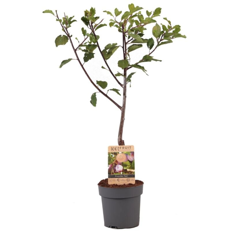 Plant In A Box - Prunus domestica 'Opal' - Prunier - Arbre fruitier - Pot 21cm - Hauteur 90-100cm - Blanc