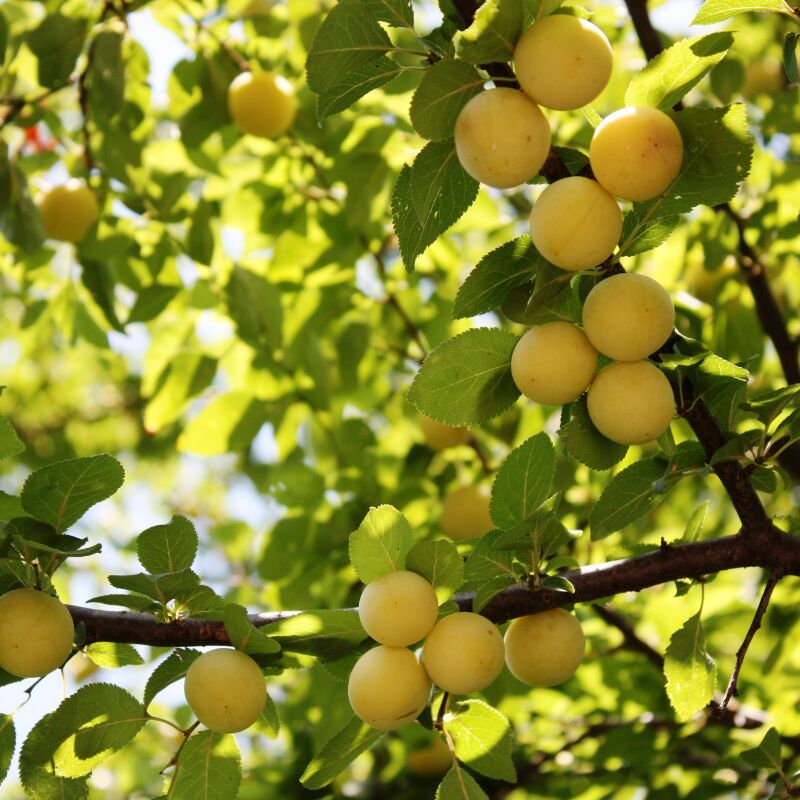 Fleur - Prunus domestica Reine Claude Doree - Prunier Racines nues