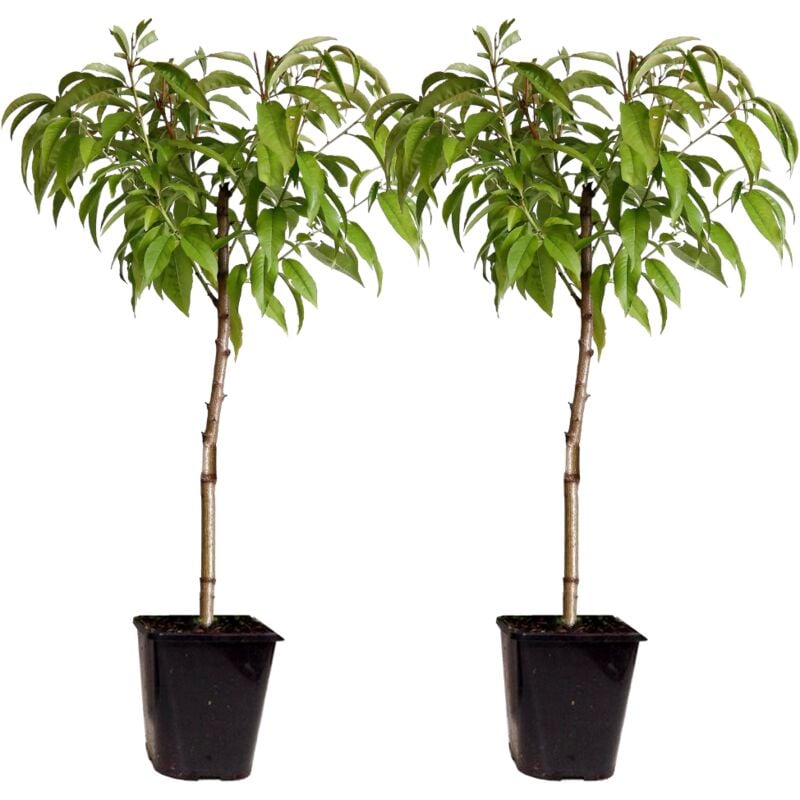 Plant In A Box - Prunus Persica Bonanza - Set de 2 - Pêcher nain - Pot 15cm - Hauteur 60-70cm - Rose