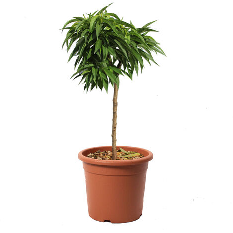 Prunus Persica - Pesco Nano - Pianta da Frutto da Giardino - Vaso Ø 24 cm