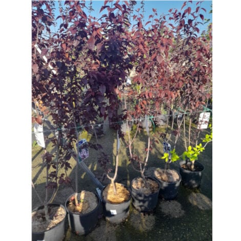 HORTISHOP Prunus pisardii de 7Litros