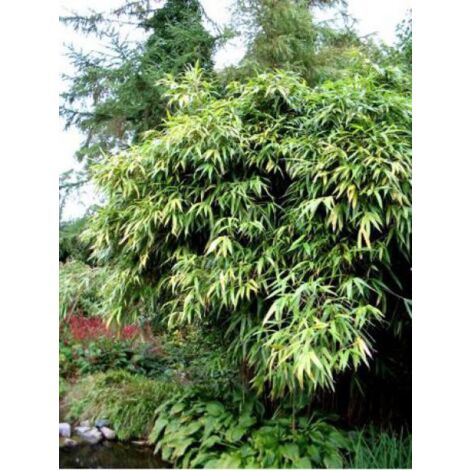 Pseudosasa japonica Pot de 4L/5L