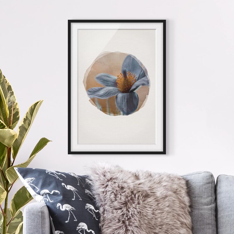 

Póster enmarcado - Acquarelli - Kuhschelle In Blue Dimensión LxA: 70cm x 50cm, Marco: Negro