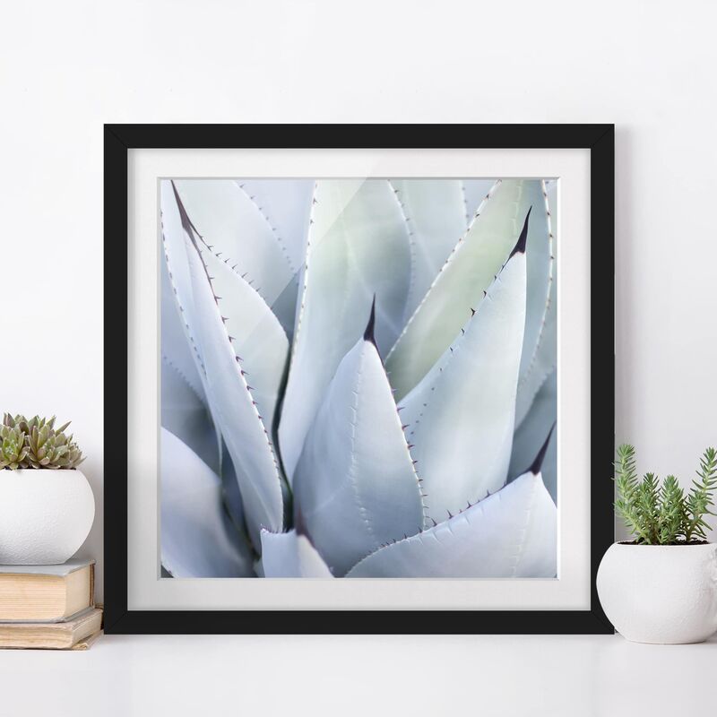 

Póster enmarcado - Agave Dimensión LxA: 70cm x 70cm, Marco: Negro