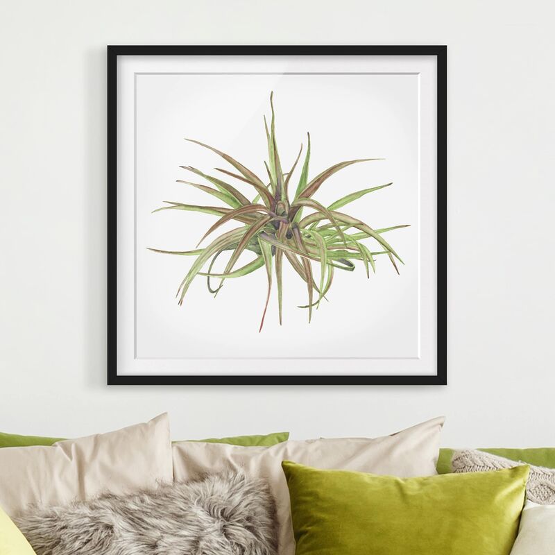 

Póster enmarcado - Air Plant Watercolor II Dimensión LxA: 50cm x 50cm, Marco: Negro