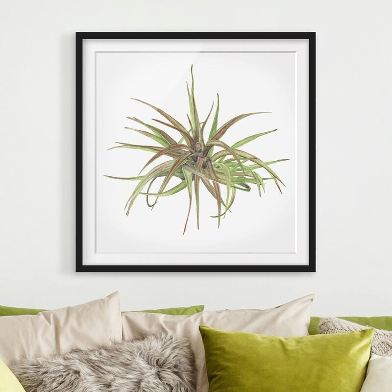 

Póster enmarcado - Air Plant Watercolor II Dimensión LxA: 70cm x 70cm, Marco: Negro