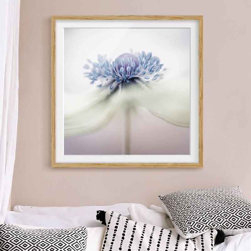 

Póster enmarcado - Anemone In Violet Dimensión LxA: 50cm x 50cm, Marco: Roble