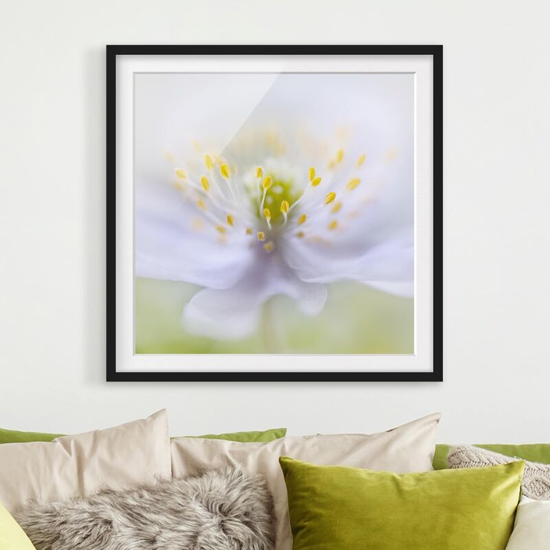 

Póster enmarcado - Anemones Beauty Dimensión LxA: 30cm x 30cm, Marco: Negro