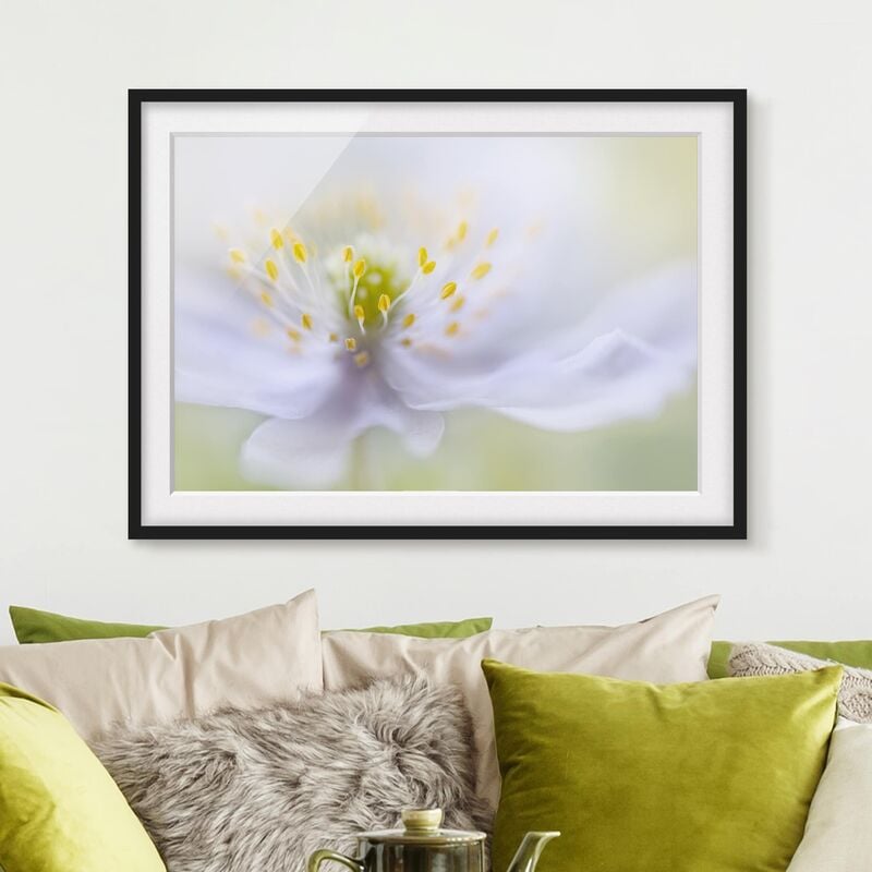 

Póster enmarcado - Anemones Beauty Dimensión LxA: 18cm x 24cm, Marco: Negro